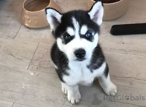 Photo №1. husky de sibérie - à vendre en ville de Amsterdam | Gratuit | Annonce №159195