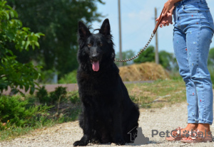 Photos supplémentaires: Chiot berger allemand, garçon aux cheveux longs noir, Champion du Monde