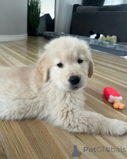 Photo №3. Beaux chiots Golden Retriever. Allemagne