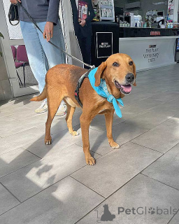 Photo №4. Je vais vendre chien bâtard en ville de Moskova. annonce privée - prix - Gratuit