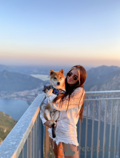 Photo №4. Je vais vendre shiba en ville de Chaumont.  - prix - 800€