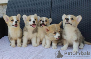 Photo №2 de l'annonce № 112204 de la vente welsh corgi - acheter à Serbie 