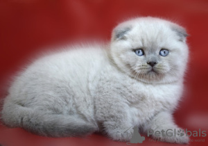 Photo №2 de l'annonce № 15694 de la vente scottish fold - acheter à Ukraine de la fourrière