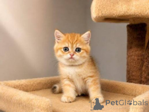 Photo №3. Chatons British Shorthair de race pure enregistrés par TICA à vendre. La Grande-Bretagne