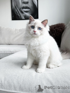 Photo №1. ragdoll - à vendre en ville de Quinns Rocks | 2809€ | Annonce № 176611