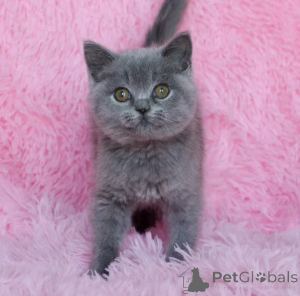 Photo №1. british shorthair - à vendre en ville de Holzwickede | 350€ | Annonce № 177633