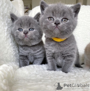 Photo №3. Line Sukutaulussa, championne du British Shorthair. La finlande