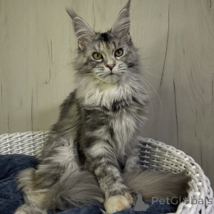 Photo №1. maine coon - à vendre en ville de Bellaire | 533€ | Annonce № 161721