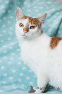 Photo №4. Je vais vendre  en ville de Minsk. annonce privée - prix - Gratuit