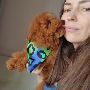 Photo №3. Caniche jouet à adopter. Allemagne