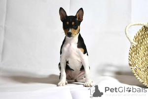 Photo №1. basenji - à vendre en ville de Olsztyn | 1500€ | Annonce №164647