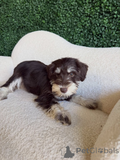 Photo №3. Chiots Mini Schnauzer intelligents et conviviaux à adopter. Allemagne