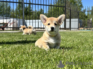 Photos supplémentaires: Chiots Welsh Corgi Pembroke