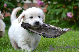 Photos supplémentaires: Golden retriever