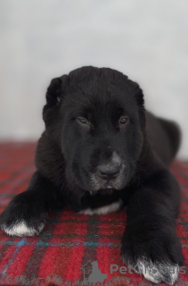Photos supplémentaires: Alabai Asie centrale chien de berger chenil Nurdzhakhan