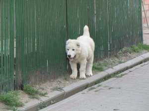 Photo №1. berger d'asie centrale - à vendre en ville de Minsk | 451€ | Annonce №2555