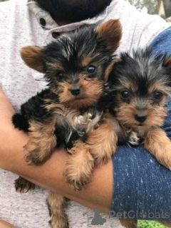 Photo №1. yorkshire terrier - à vendre en ville de Amsterdam | négocié | Annonce №148342