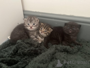 Photo №1. maine coon - à vendre en ville de De Dettenheim | Gratuit | Annonce № 145310