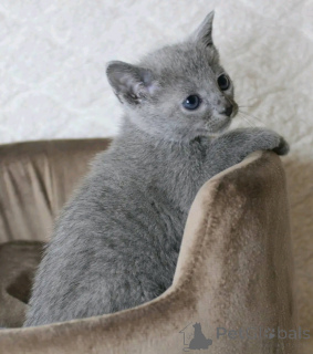 Photo №3. Je donne chaton Bleu russe mâle et femelle. La finlande