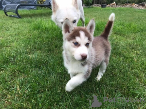 Photo №1. husky de sibérie - à vendre en ville de Riga | 460€ | Annonce №83366