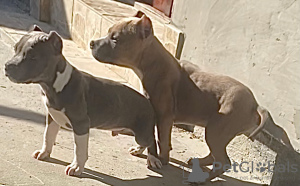 Photo №3. tyran américain. Fédération de Russie