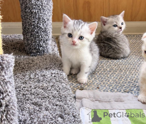 Photo №1. bobtail américain à longs poils - à vendre en ville de Berlingrod | 350€ | Annonce № 177958