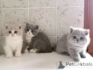 Photo №3. Chaton british Longhair pour adoption. Belgique