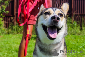 Photos supplémentaires: Asenka est un mélange de husky, un chien merveilleux ! Entre de bonnes mains