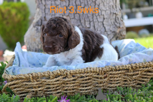 Photo №3. Bedårende Standardpudelhvalpe til salg. Danemark