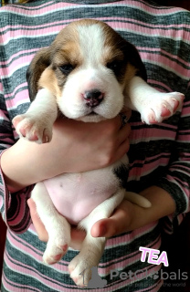Photo №1. beagle - à vendre en ville de Sumy | 569€ | Annonce №42699