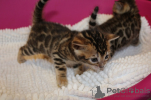 Photo №3. Bengal Cats-Kätzchen sind jetzt zur Adoption verfügbar. Allemagne