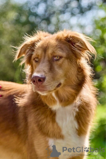 Photos supplémentaires: Le magnifique chien Rom cherche une famille.