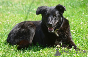 Photo №1. chien bâtard - à vendre en ville de Saint-Pétersbourg | Gratuit | Annonce №142814
