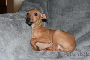 Photo №3. Chiots italiens. Serbie