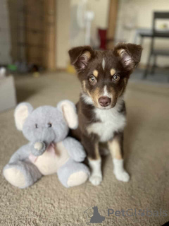 Photo №1. berger australien - à vendre en ville de Wentorf Bei Hambourg | 900€ | Annonce №150653