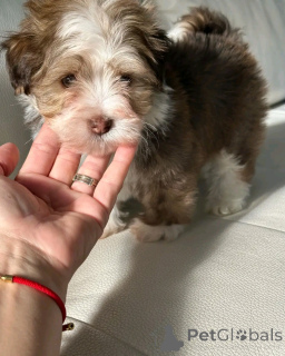 Photo №3. Chiots havanais disponibles pour adoption. USA