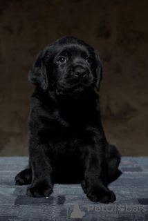 Photo №4. Je vais vendre labrador retriever en ville de Pushkino. de la fourrière, éleveur - prix - négocié