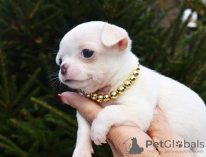 Photos supplémentaires: Chihuahua garçon blanc et crème