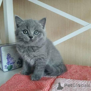 Photo №2 de l'annonce № 159559 de la vente british shorthair - acheter à Allemagne annonce privée