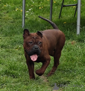 Photo №1.  - à vendre en ville de Nakło Śląskie | 160€ | Annonce №141827