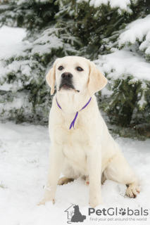 Photos supplémentaires: Chiots labrador retriever