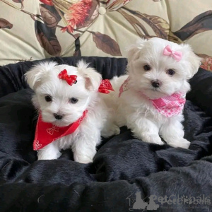 Photo №1. bichon maltais - à vendre en ville de Kaisrslautern | négocié | Annonce №175291