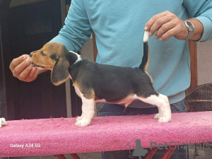 Photo №4. Je vais vendre beagle en ville de Lajkovac. éleveur - prix - négocié