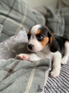 Photo №1. beagle - à vendre en ville de Baienfurt | 350€ | Annonce №8169