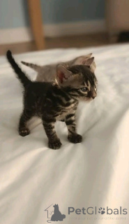 Photo №2 de l'annonce № 138650 de la vente bengal - acheter à Allemagne éleveur