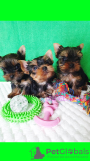 Photo №1. yorkshire terrier - à vendre en ville de Tbilissi | négocié | Annonce №57501