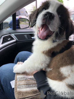 Photo №1. saint-bernard - à vendre en ville de Aizlingen | 400€ | Annonce №157802