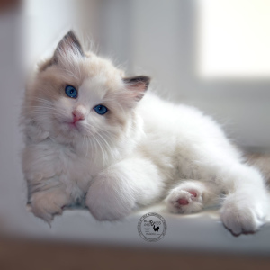 Photo №1. ragdoll - à vendre en ville de Saint-Pétersbourg | 1604€ | Annonce № 7092