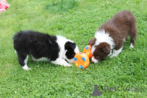 Photo №1. border collie - à vendre en ville de Borgholm | Gratuit | Annonce №107014