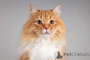 Photo №2 de l'annonce № 165911 de la vente  - acheter à Fédération de Russie de l'abri